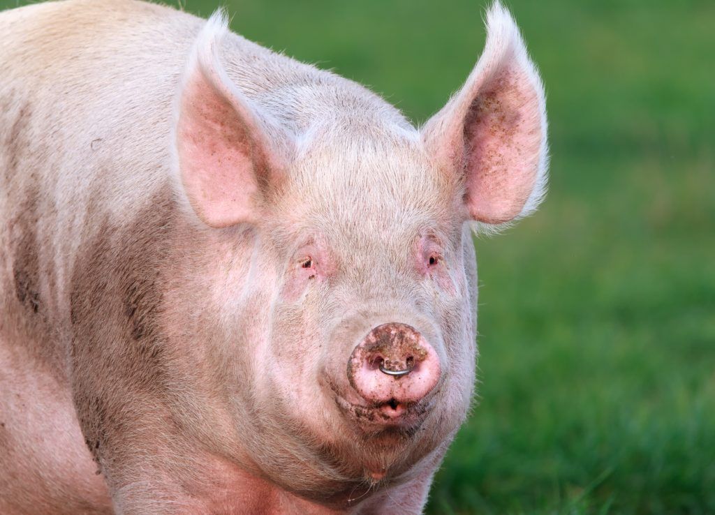 Мясная порода свиней
