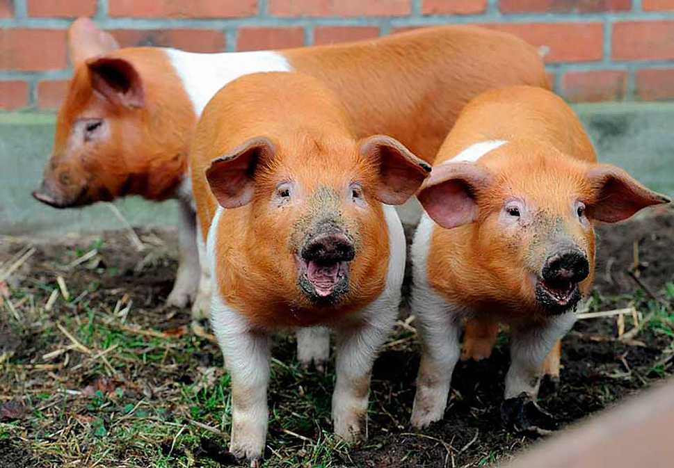 Мясные породы свиней. Особенности выбора и выращивания