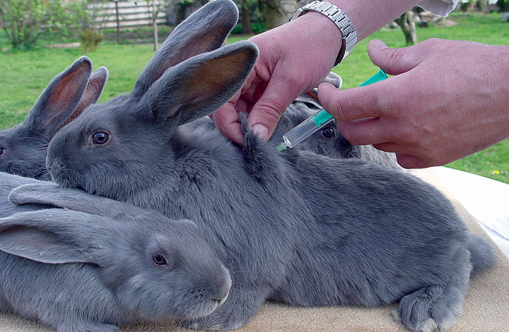 Прививки для кроликов