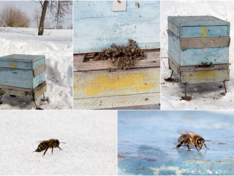 Уход за пчелами зимой