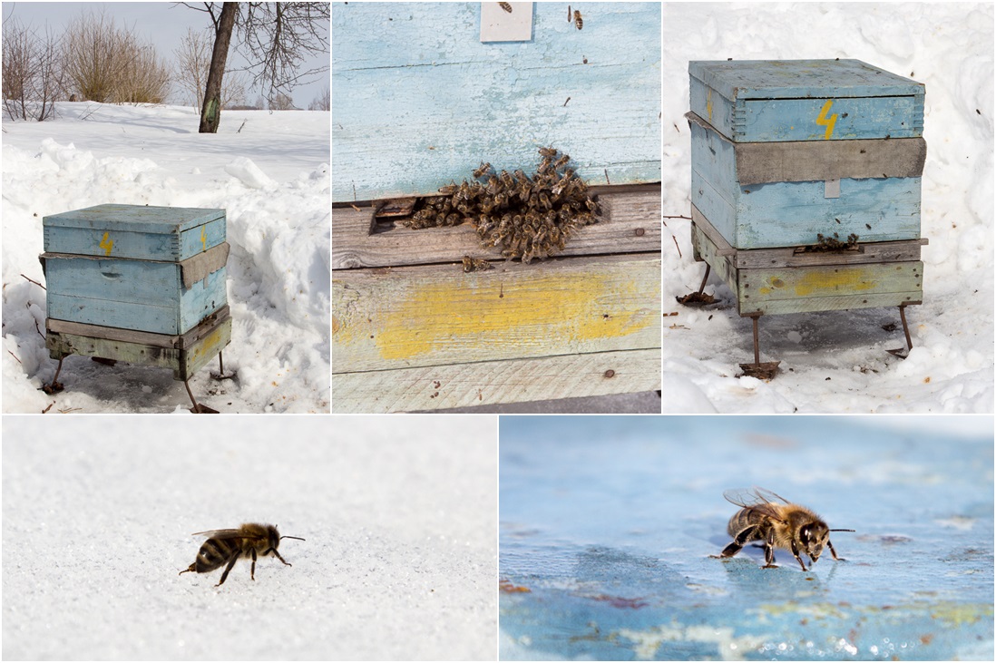 Уход за пчелами зимой. Основные правила