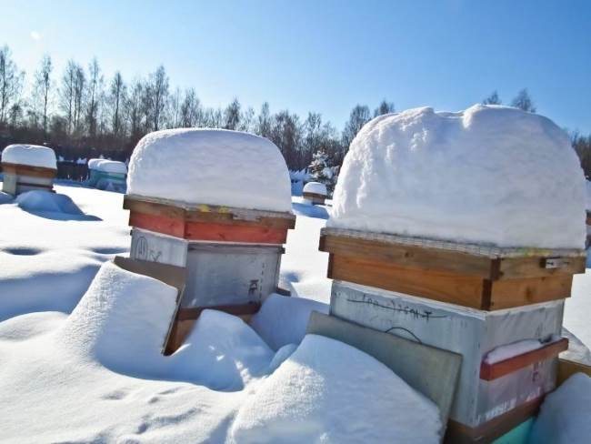 Уход за пчелами зимой