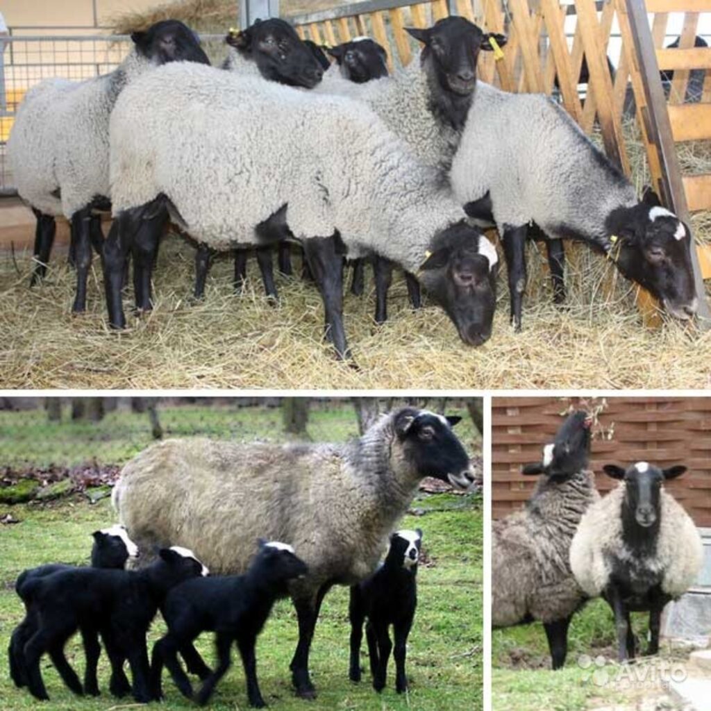 Как проходит окот у овец романовской породы?