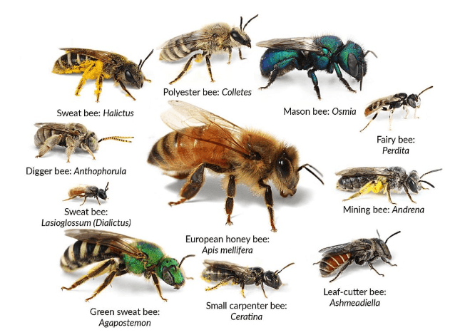 Как выбрать самую продуктивную породу пчёл?