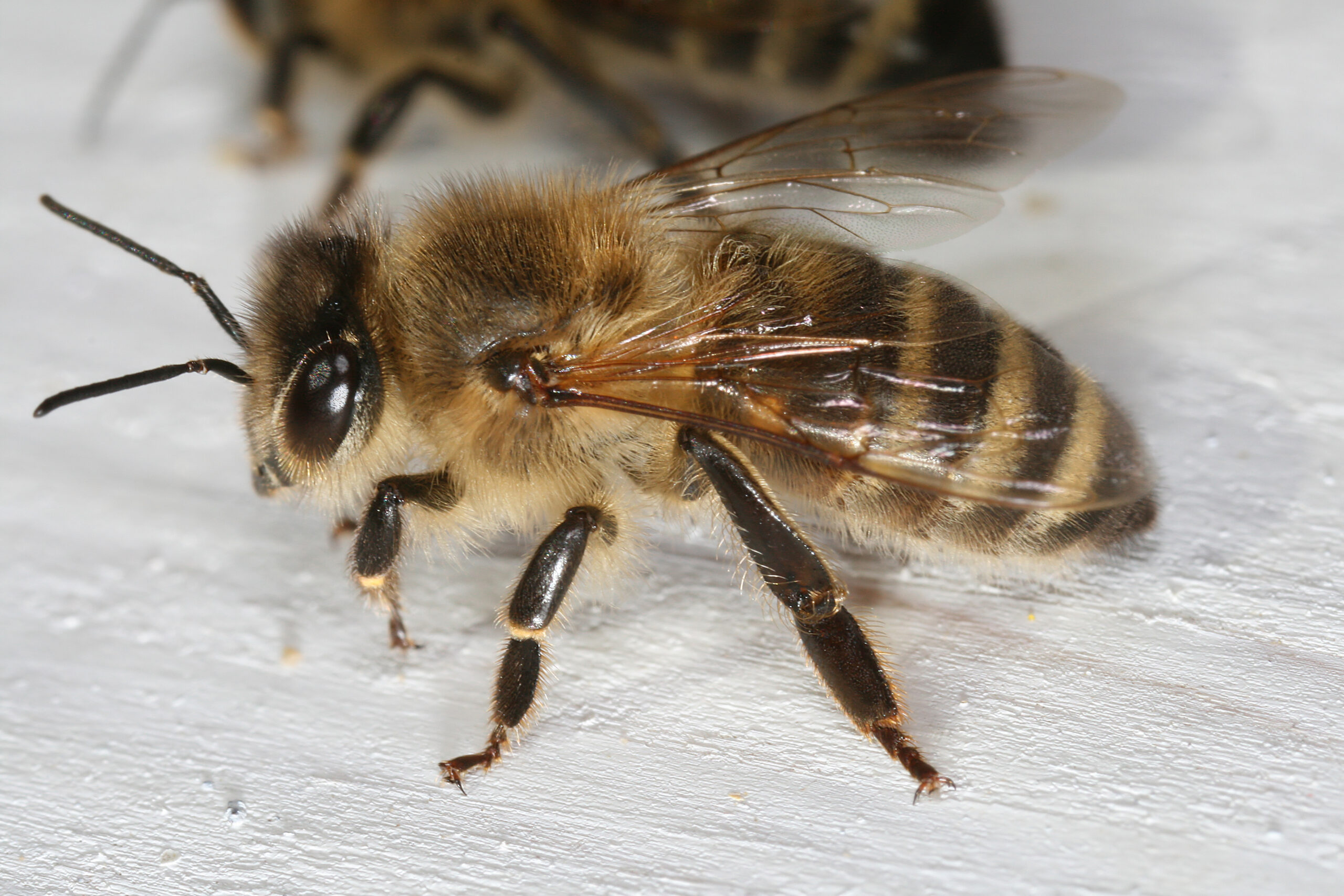 Карника порода пчел