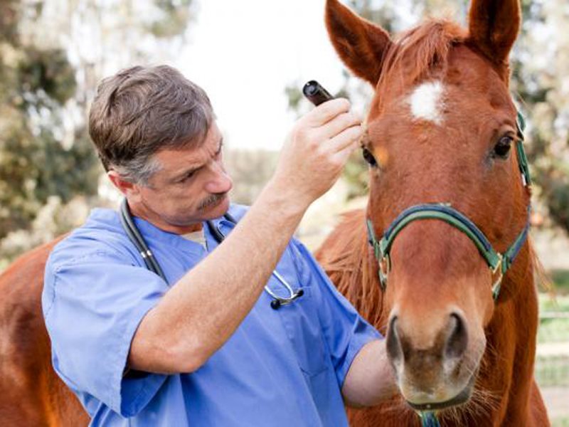 Меры профилактики болезней у лошадей