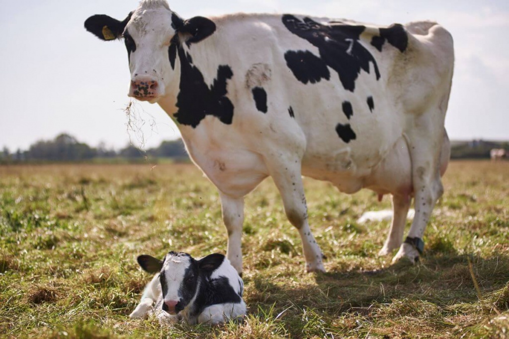 Народные средства от кетоза у коров
