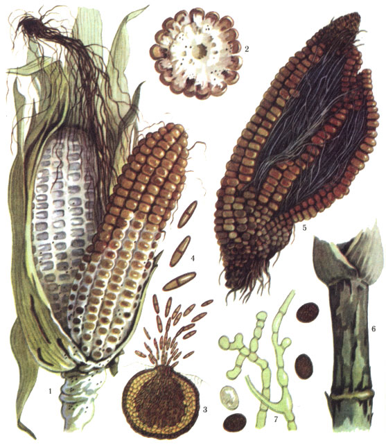Нигроспороз кукурузы