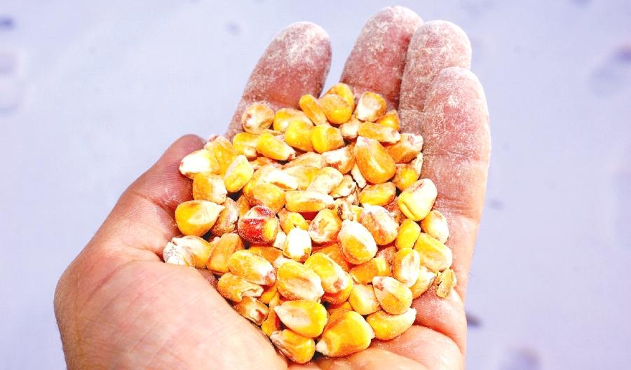 Послеуборочная обработка и хранение зерна кукурузы
