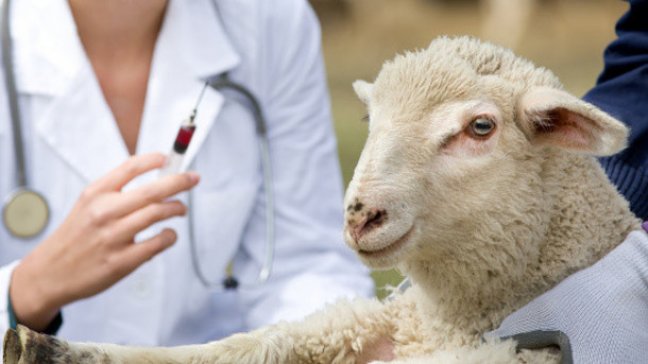 Распространенные заболевания романовской породы овец