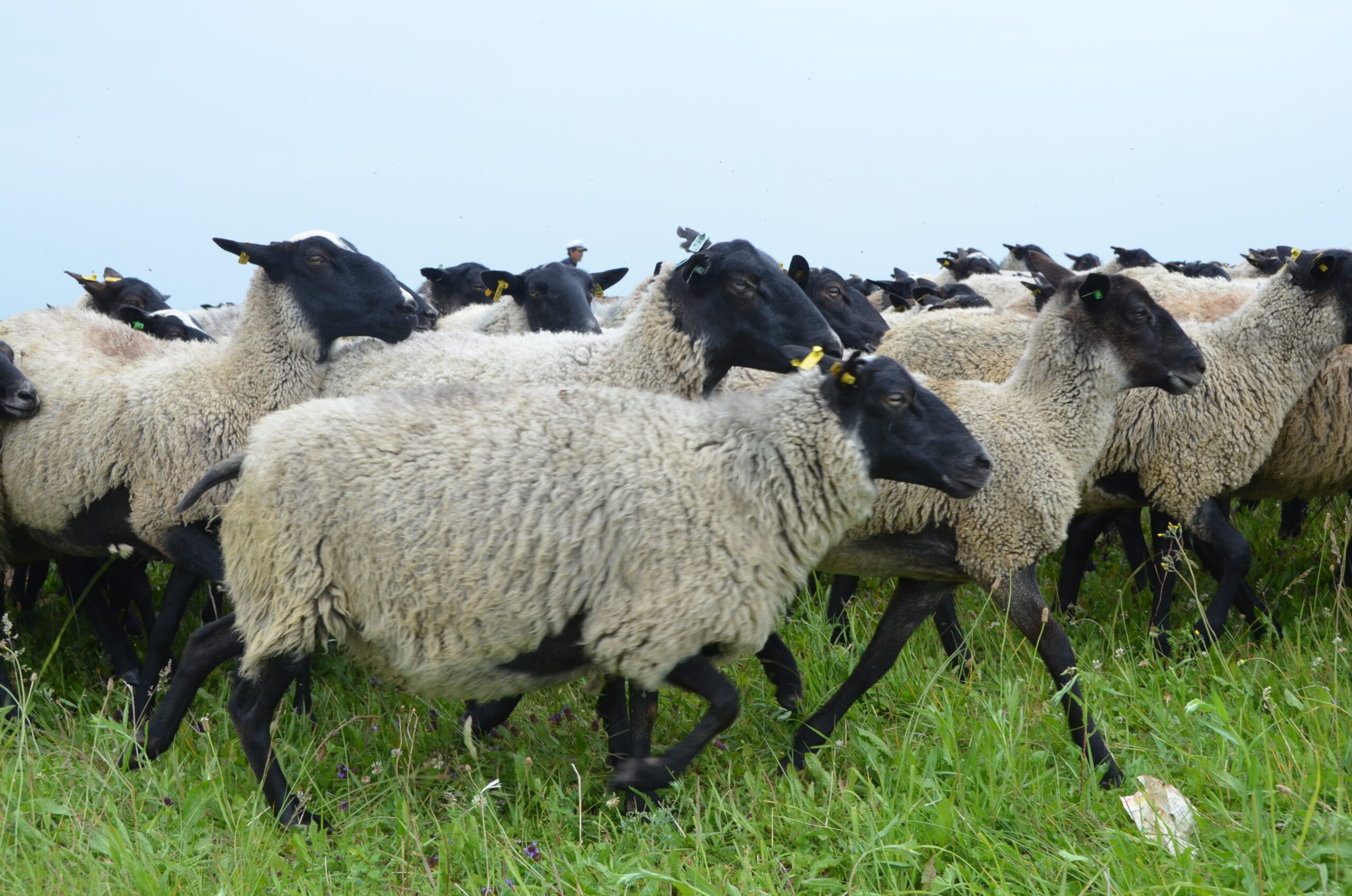 Романовская порода овец: происхождение