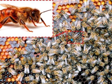 Самые популярные породы пчел. Описание с фото
