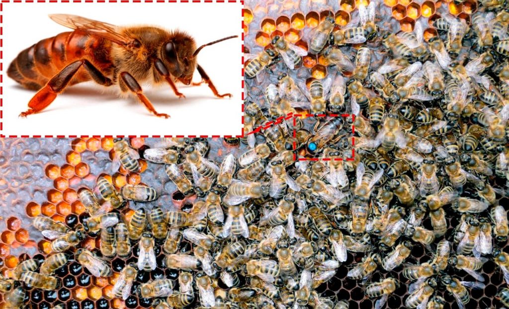 Самые популярные породы пчел. Описание с фото