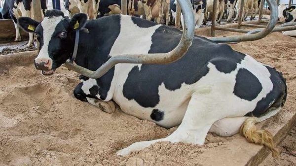 Симптомы кетоза у коров