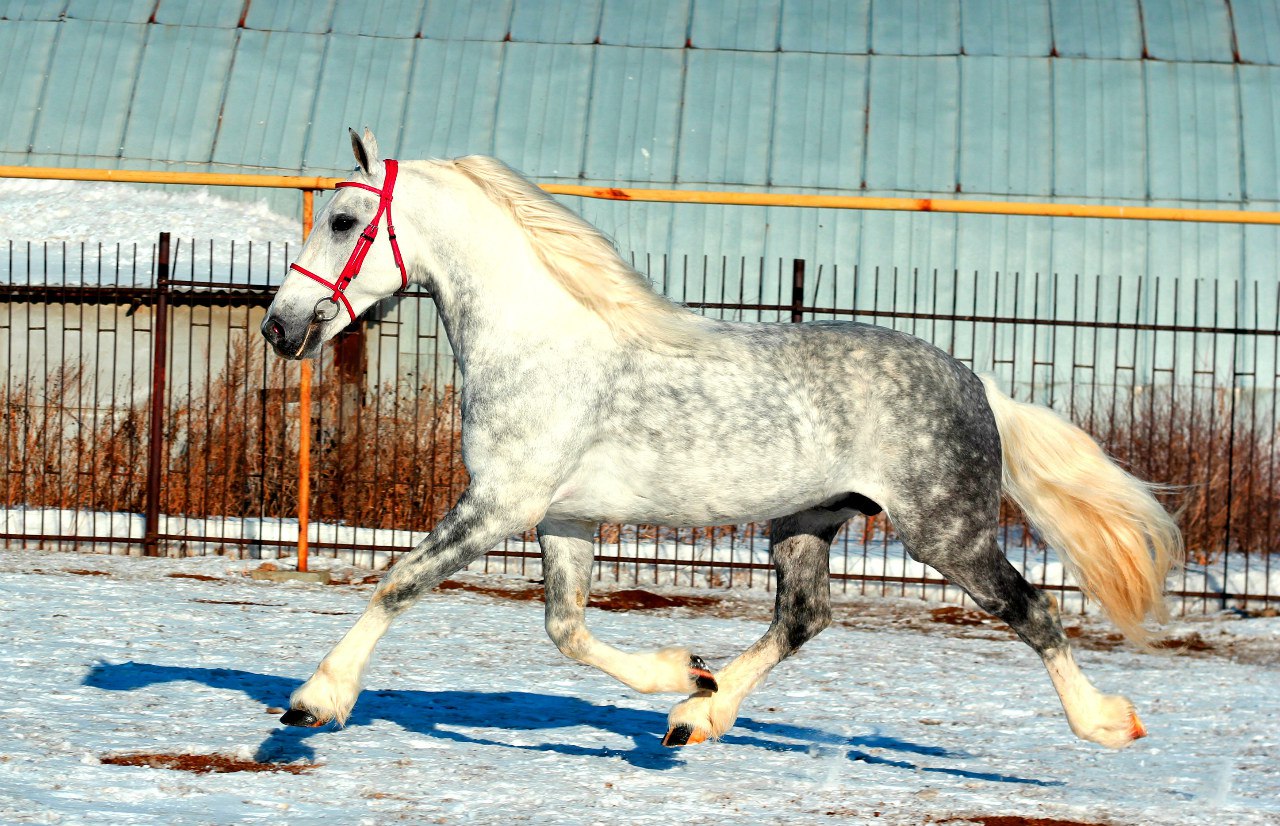 Орловская порода лошадей: характеристика, содержание и уход
