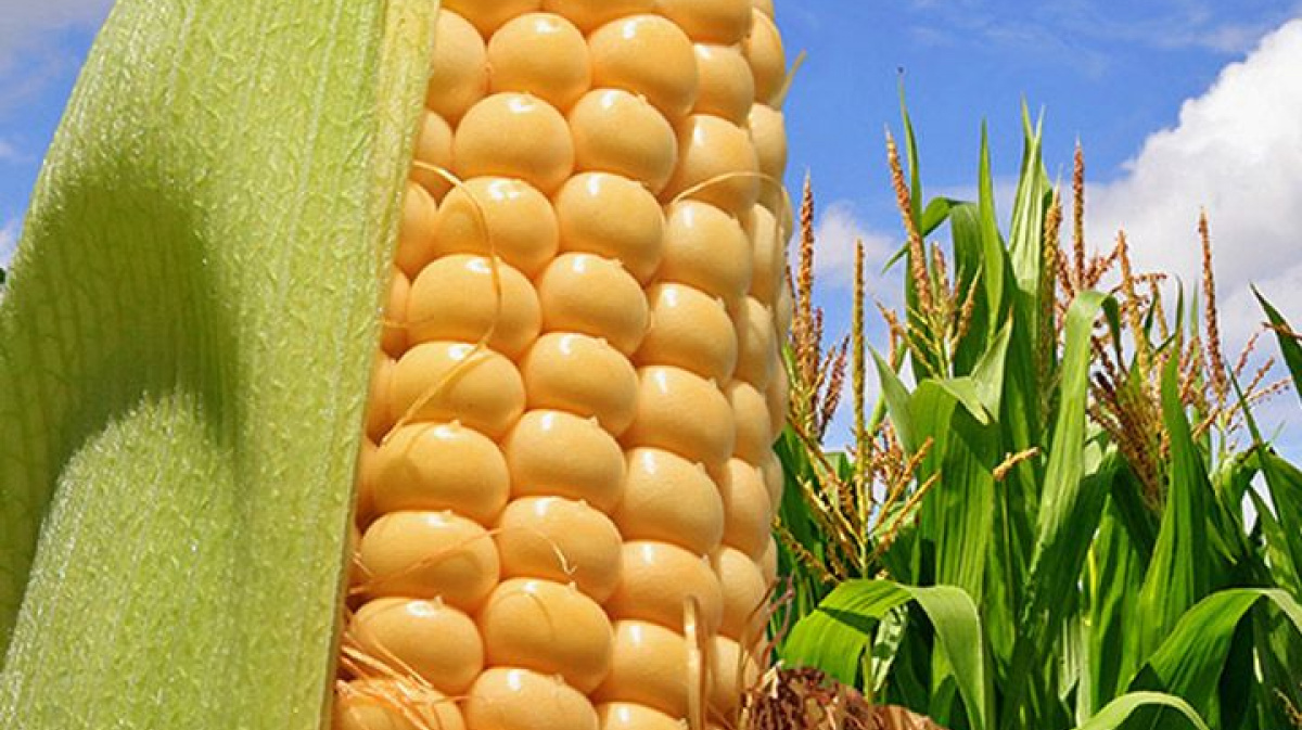 Выращивание кукурузы на зерно