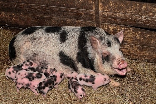Особенности сальных пород свиней