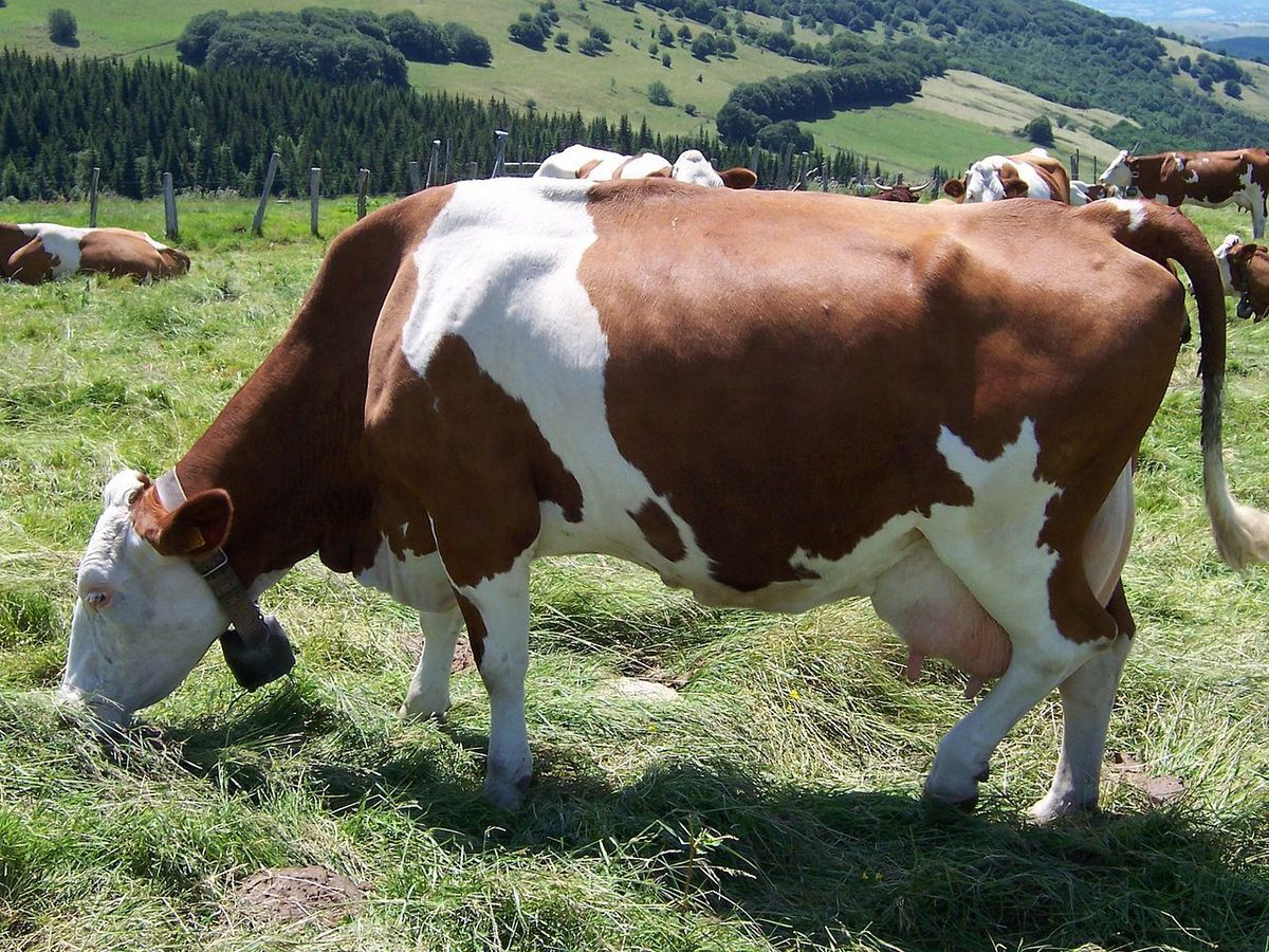 Айрширская порода коров: характеристики, преимущества