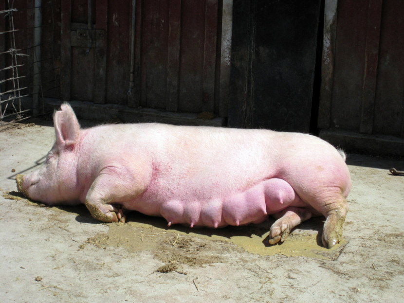 Как проходит осеменение свиней?