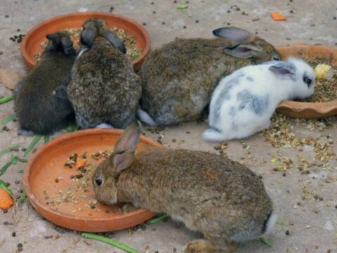 Важные правила при кормлении кроликов