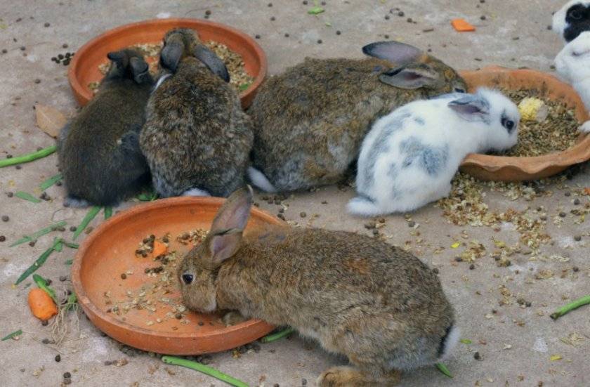 Рацион кормления кроликов