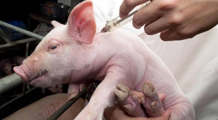 профилактика рожи свиней