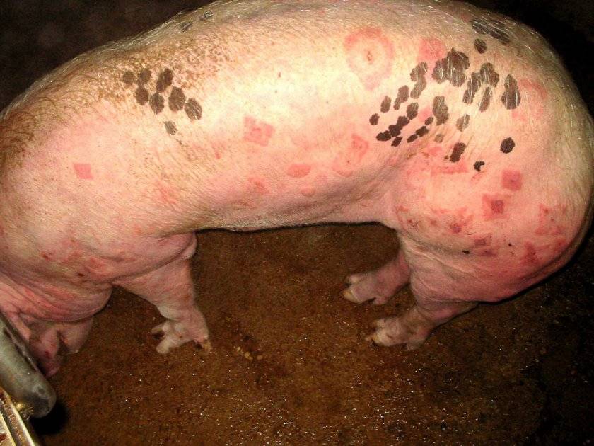 Рожа у свиней: что такое и как лечить?