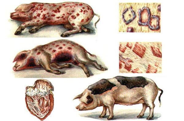 Внешние признаки заболевания рожи свиней