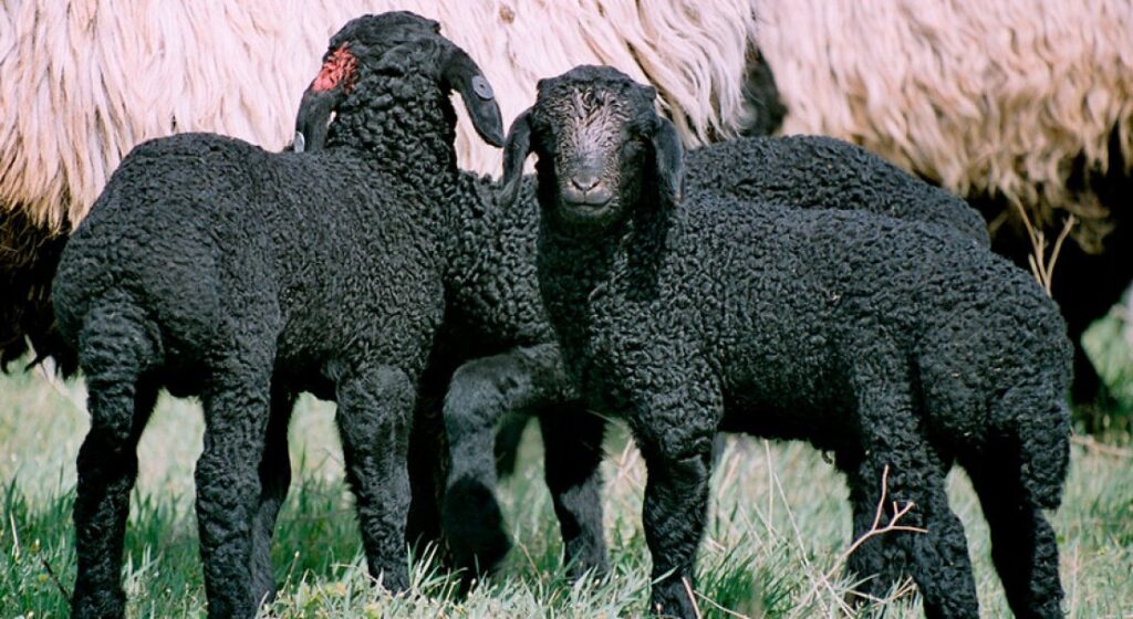 Как ухаживать за Каракульскими овцами
