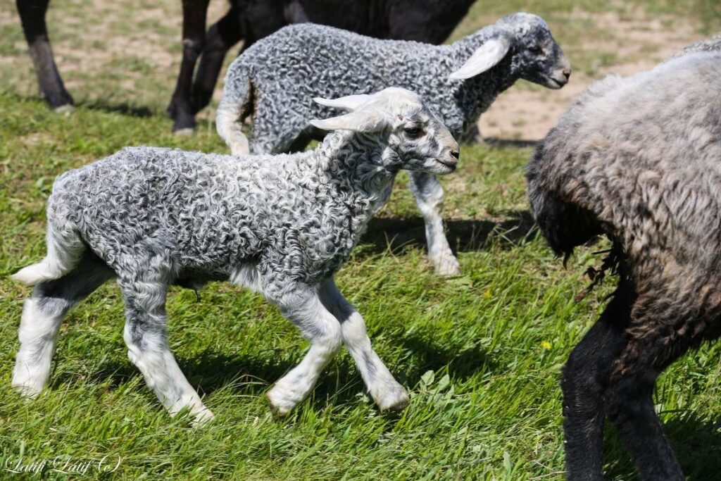 Каракульские овцы продуктивность