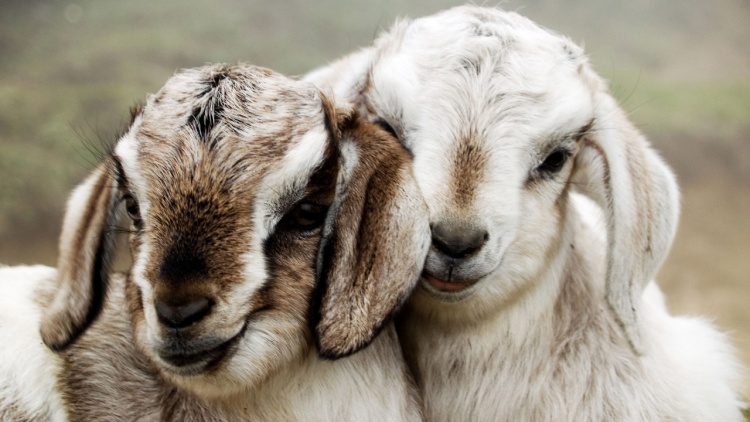 Особенности масти каракульской породы овец