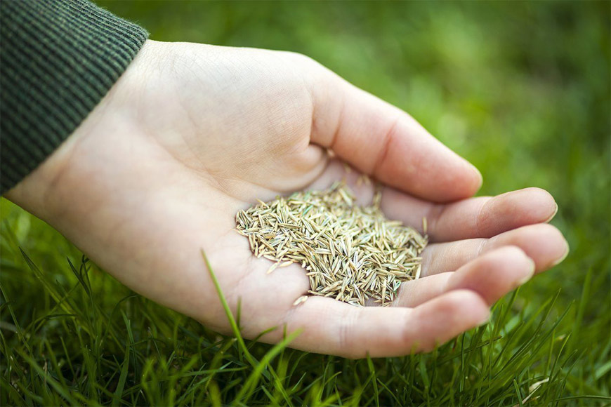 Как выбрать семена газонной травы?