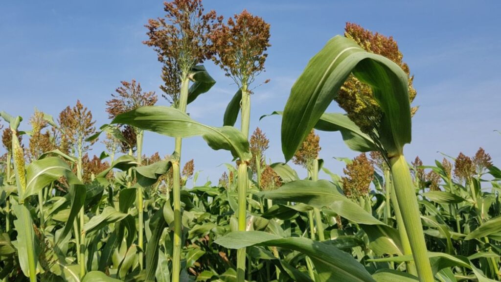 Кормовая ценность кукурузы