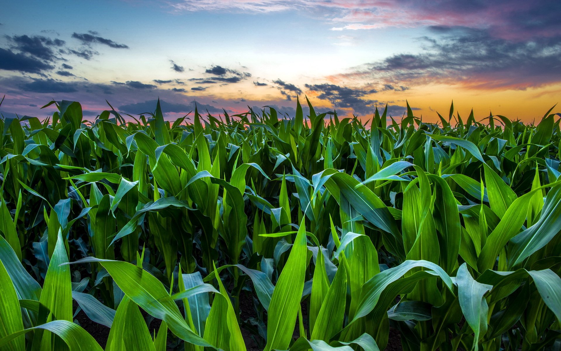 Преимущества выращивания кукурузы на силос