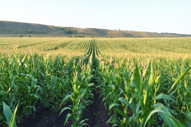 Выращивание кукурузы для получения высококачественного силоса