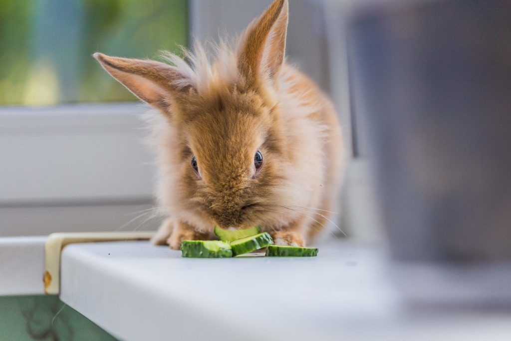 Как правильно кормить кроликов огурцами