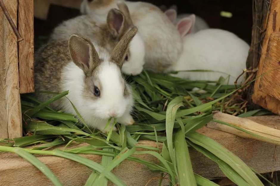 Какими сочными кормами можно кормить кроликов