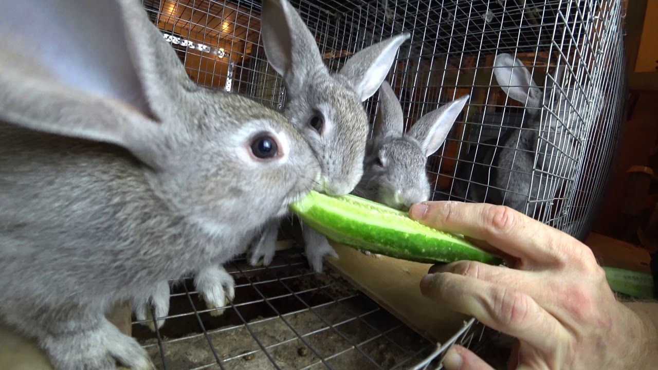 Можно ли кроликам огурцы свежие?