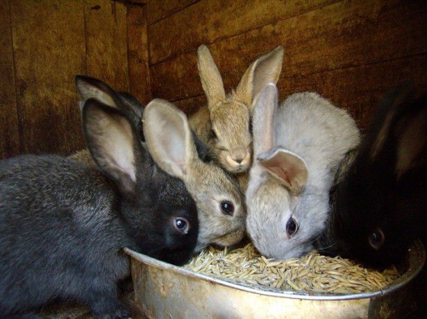 Особенности питания кроликов пророщенным зерном