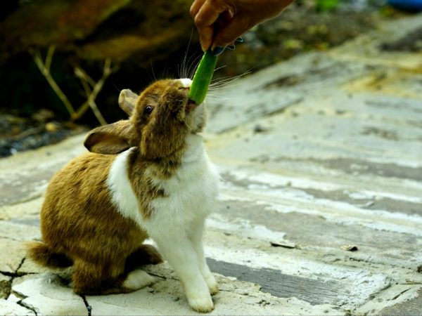 Польза огурца для кроликов
