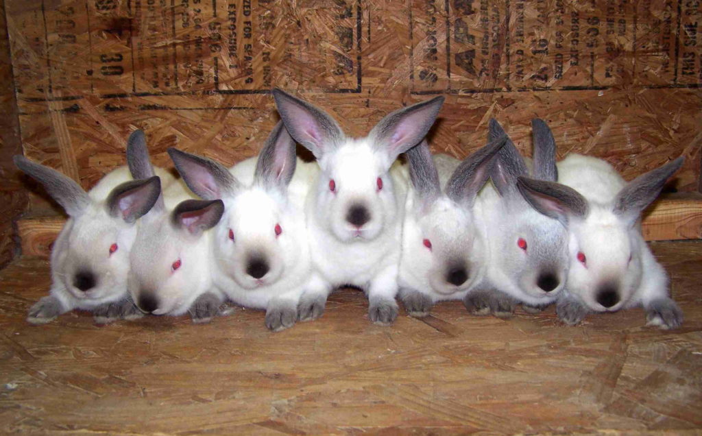 Кролик породы Баран. Разведение вислоухих кролей