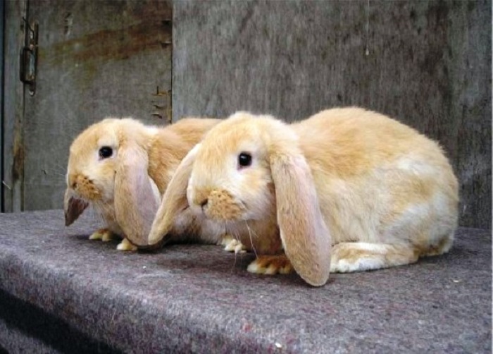 Условия содержания для кроликов-баранов
