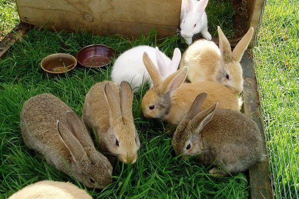 Важные правила кормления кроликов