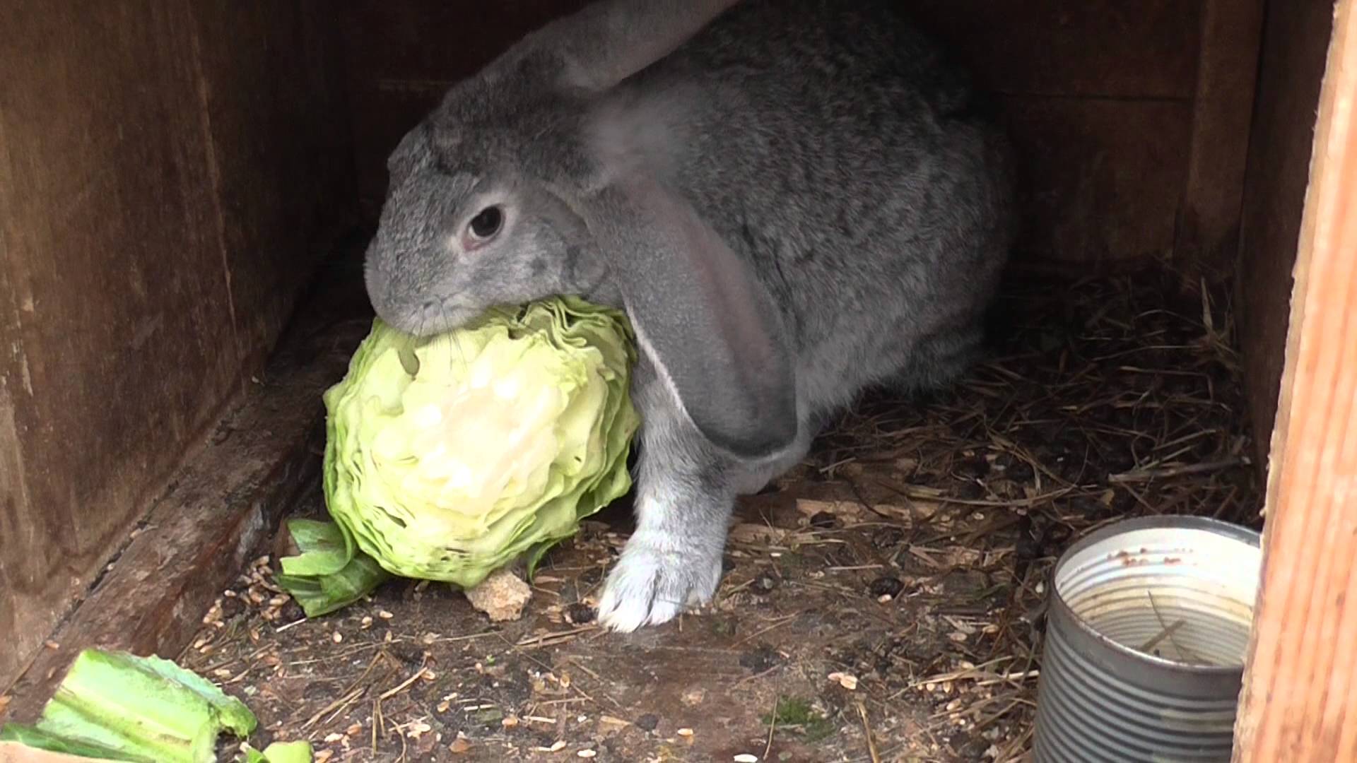 Можно давать кроликам капусту. Кролик ест капусту. Заяц с капустой. Кормление кроликов. Еда для кроликов.