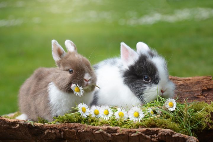 Чем декоративные кролики отличаются от обычных
