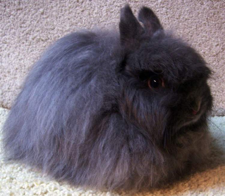 Джерси вули (Jersey Wooly Rabbit)