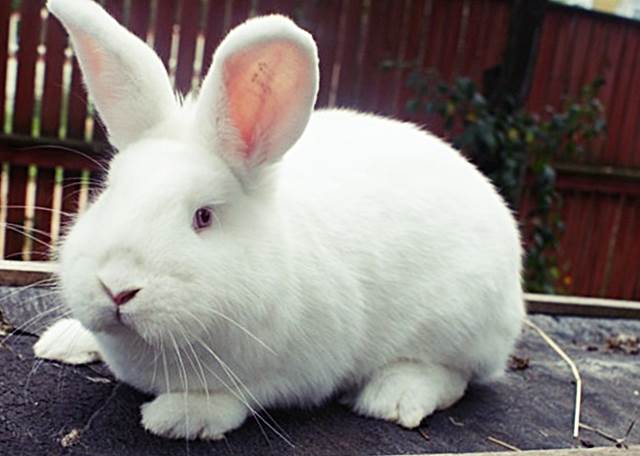 История происхождения породы белых кроликов