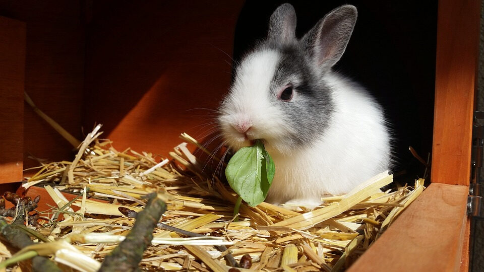 Как правильно кормить кроликов