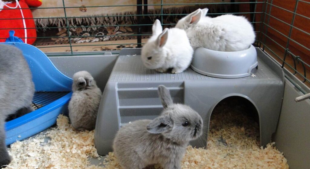 Как ухаживать за кроликом в домашних условиях