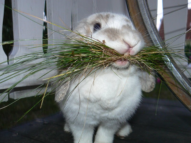Калифорнийская порода кроликов: Чем кормить